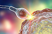 Sperm fertilizing egg, illustration