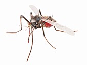 Illustration of a mosquito