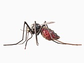 Illustration of a mosquito