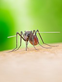 Illustration of a mosquito biting