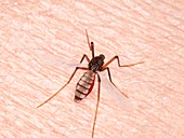 Illustration of a mosquito sucking blood