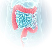 Illustration of the colon