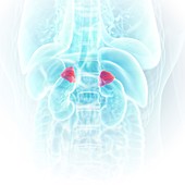 Illustration of the adrenal glands