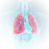 Illustration of the lung