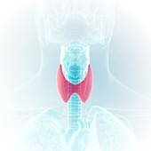 Illustration of the thyroid