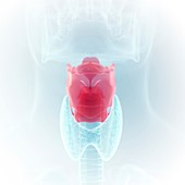Illustration of the larynx