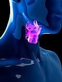 Illustration of the human larynx