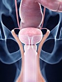 Illustration of the human bladder anatomy