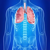 Illustration of the lungs