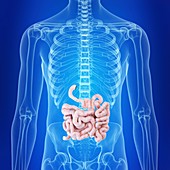 Illustration of the human intestine