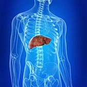 Illustration of the liver