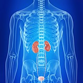 Illustration of the human kidneys