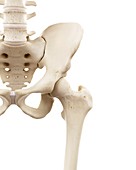 Illustration of human hip bones