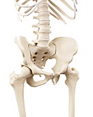 Illustration of the human skeletal pelvis