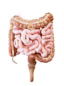 Illustration of the human small and large intestine