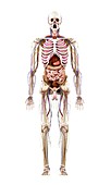 Illustration of human anatomy