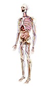 Illustration of human anatomy