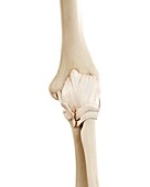 Illustration of the human elbow bones