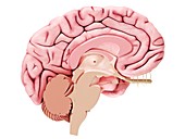 Illustration of a brain cross-section