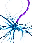 Illustration of a human nerve cell