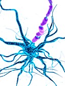 Illustration of a human nerve cell