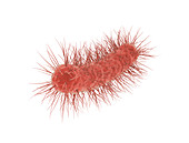 E. coli bacteria, illustration