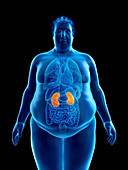 Illustration of an obese man's kidneys