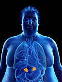 Illustration of an obese man's adrenal glands