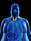 Illustration of an obese man's thyroid gland