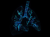 Illustration of a plexus lung