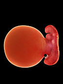 Illustration of a fetus at week 5