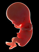 Illustration of a fetus at week 11