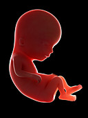 Illustration of a fetus at week 13