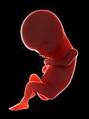 Illustration of a fetus at week 15
