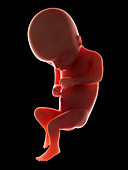 Illustration of a fetus at week 17