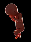 Illustration of a fetus at week 23