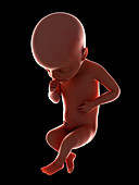 Illustration of a fetus at week 25