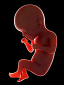 Illustration of a fetus at week 27