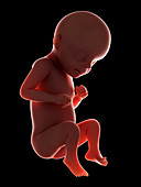 Illustration of a fetus at week 29