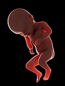 Illustration of a fetus at week 31