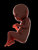 Illustration of a fetus at week 37