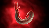 Illustration of a schistosoma