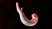 Illustration of a schistosoma