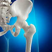 Illustration of the hip joint