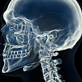 Illustration of the temporomandibular joint