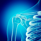 Illustration of the shoulder joint