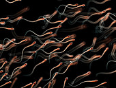 Illustration of human sperm