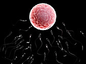 Illustration of sperm fertilizing a human egg