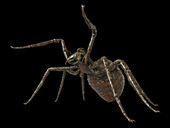 Illustration of a spider