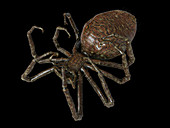 Illustration of a spider